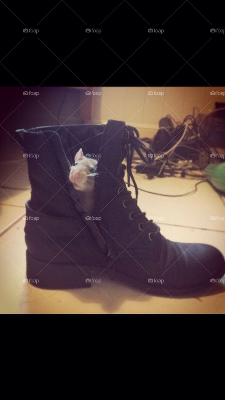 Boot rat
