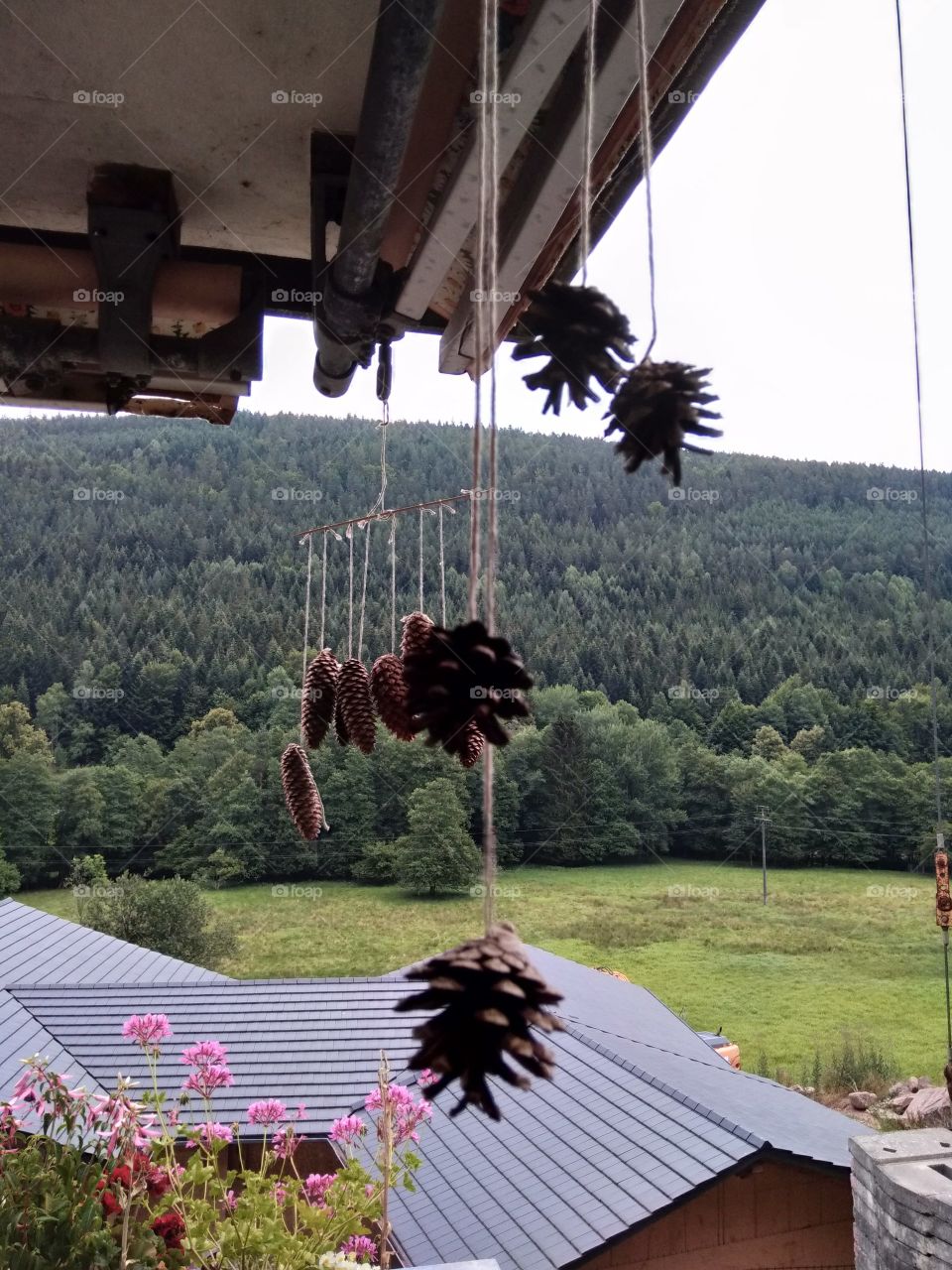 Summer in the Black Forest