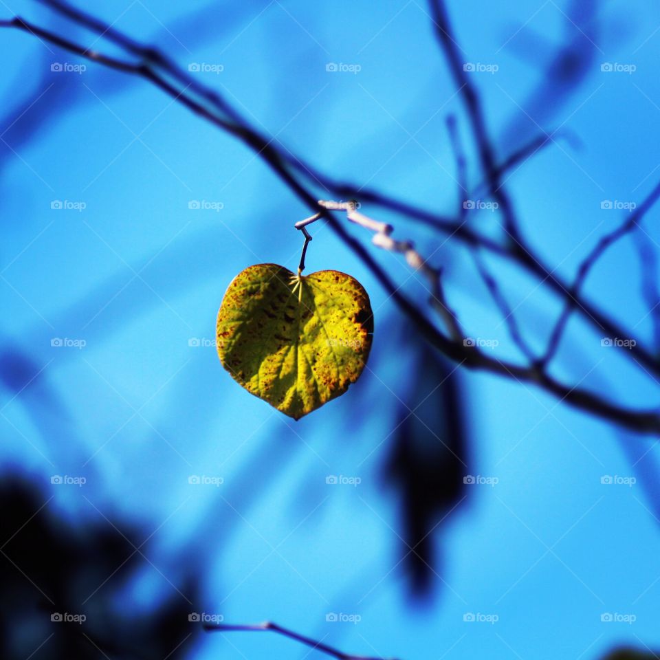 The last leaf.