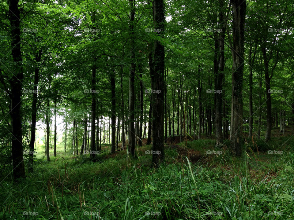 green light plants trees by dannytwotaps