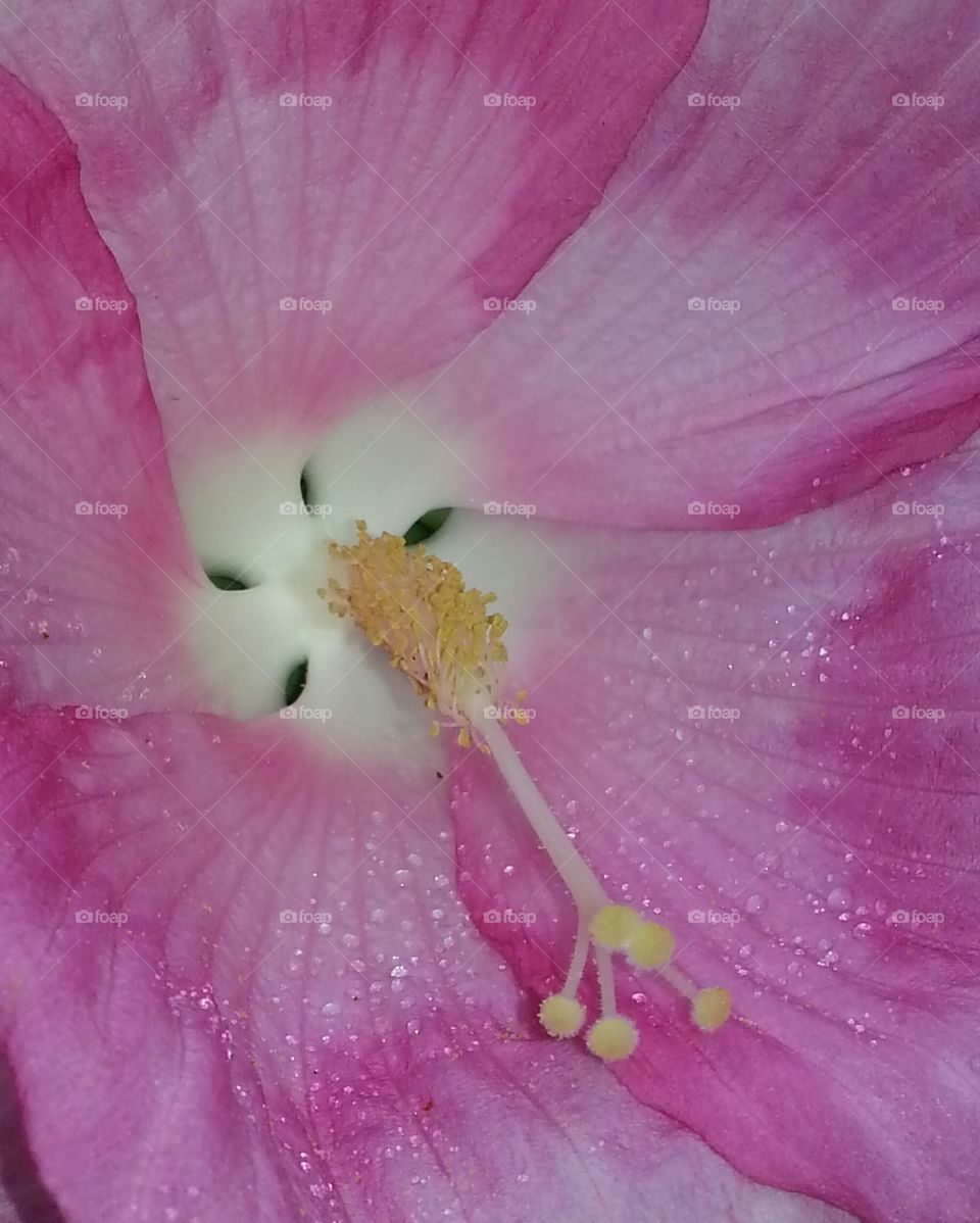 hibiscus