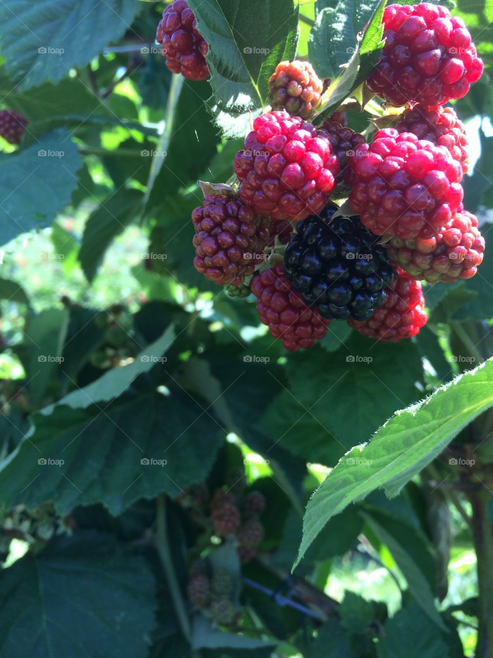 Blackberry 