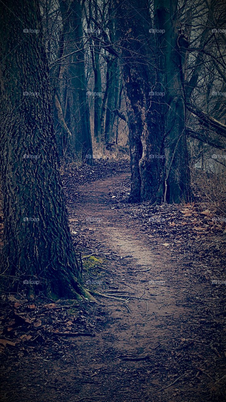 Path through woods at dusk along the Wabash Heritage Trail
