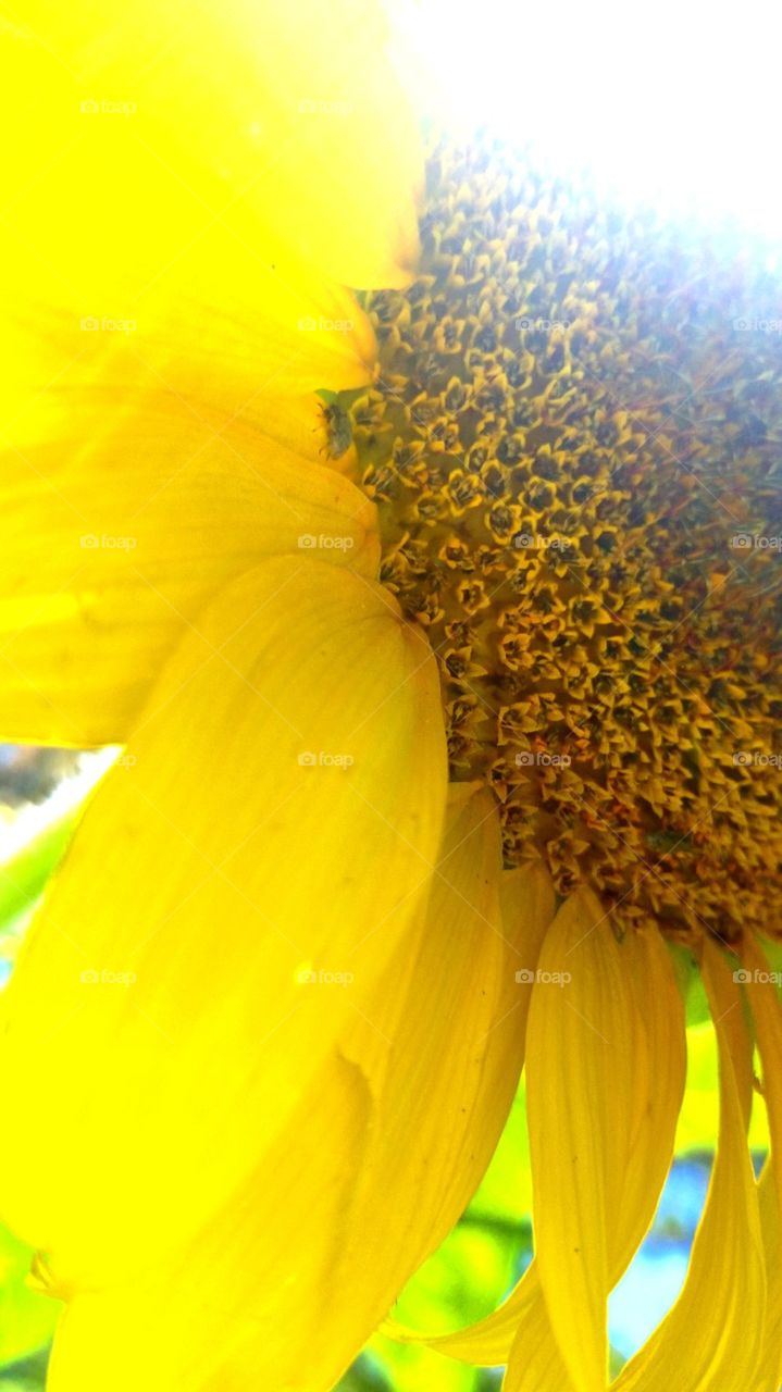 Large Sunny yellow sunflower, close up of an electric yellow sunflower growing in the garden.