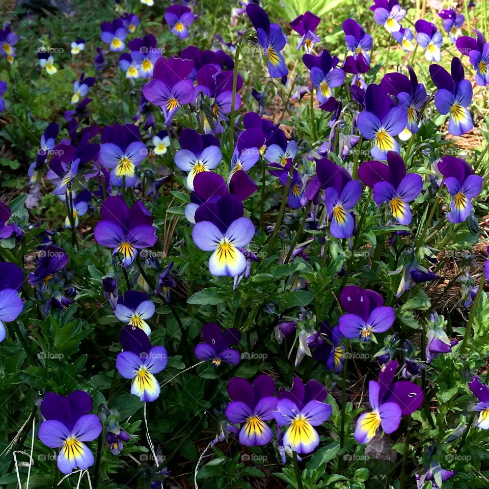 Pansies