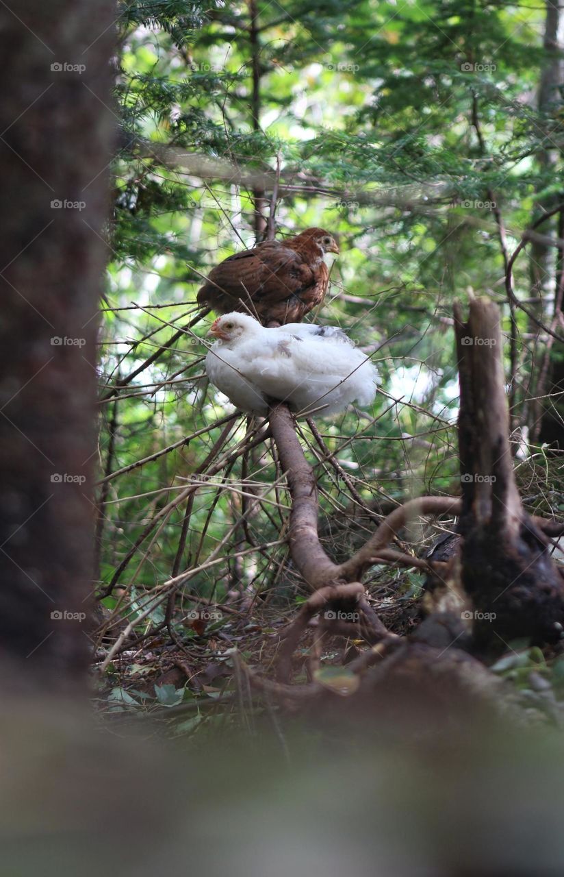 Magical forest chickens perched on a branch.