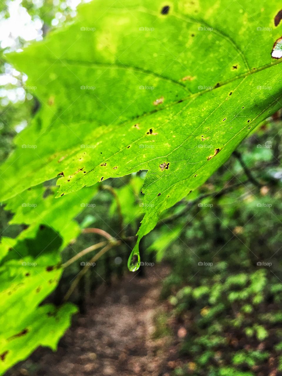 Rain drops on a leaf 