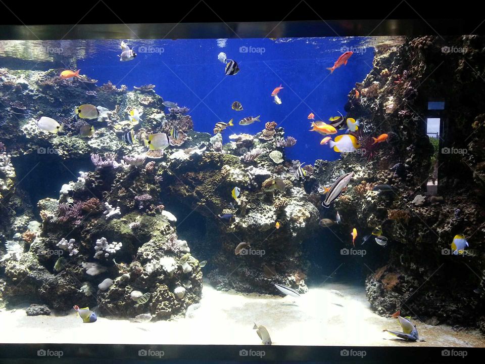 Underwater, Fish, Aquarium, Water, Coral