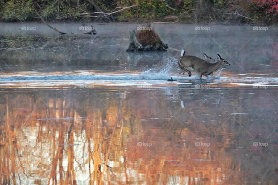 Deer Crossing Lake Accotink