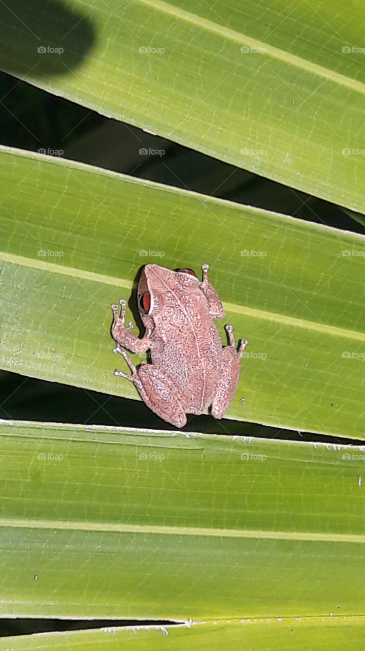 Frog, Amphibian, Leaf, Nature, Rain