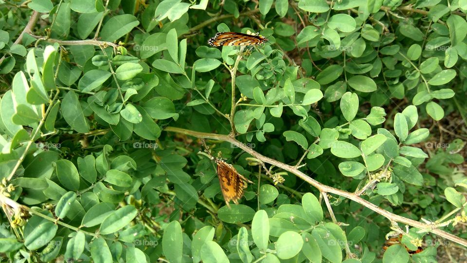 Butterfly searching for honey
