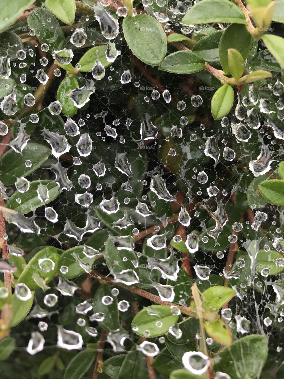 Dew drops on a spider web