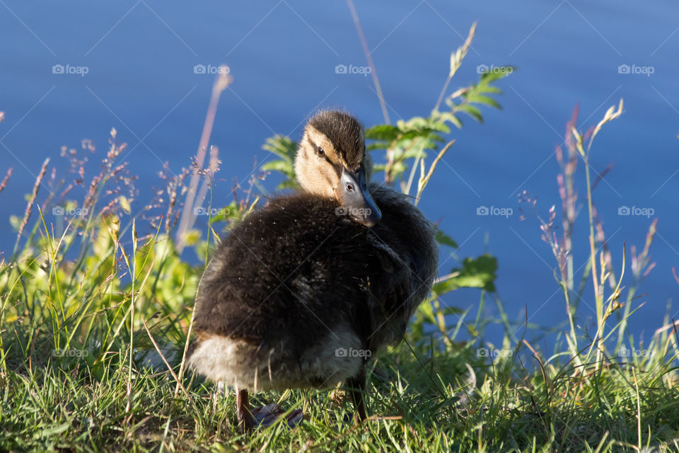 Cute mallard duckling by the lake - Söt gräsand unge vid sjön en solig dag 