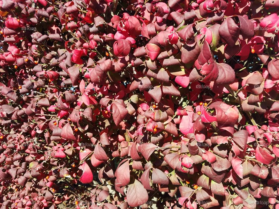 Red leaves