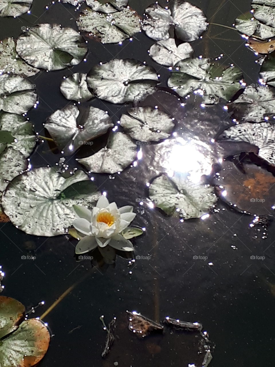 White Waterlily Sparkling On Water