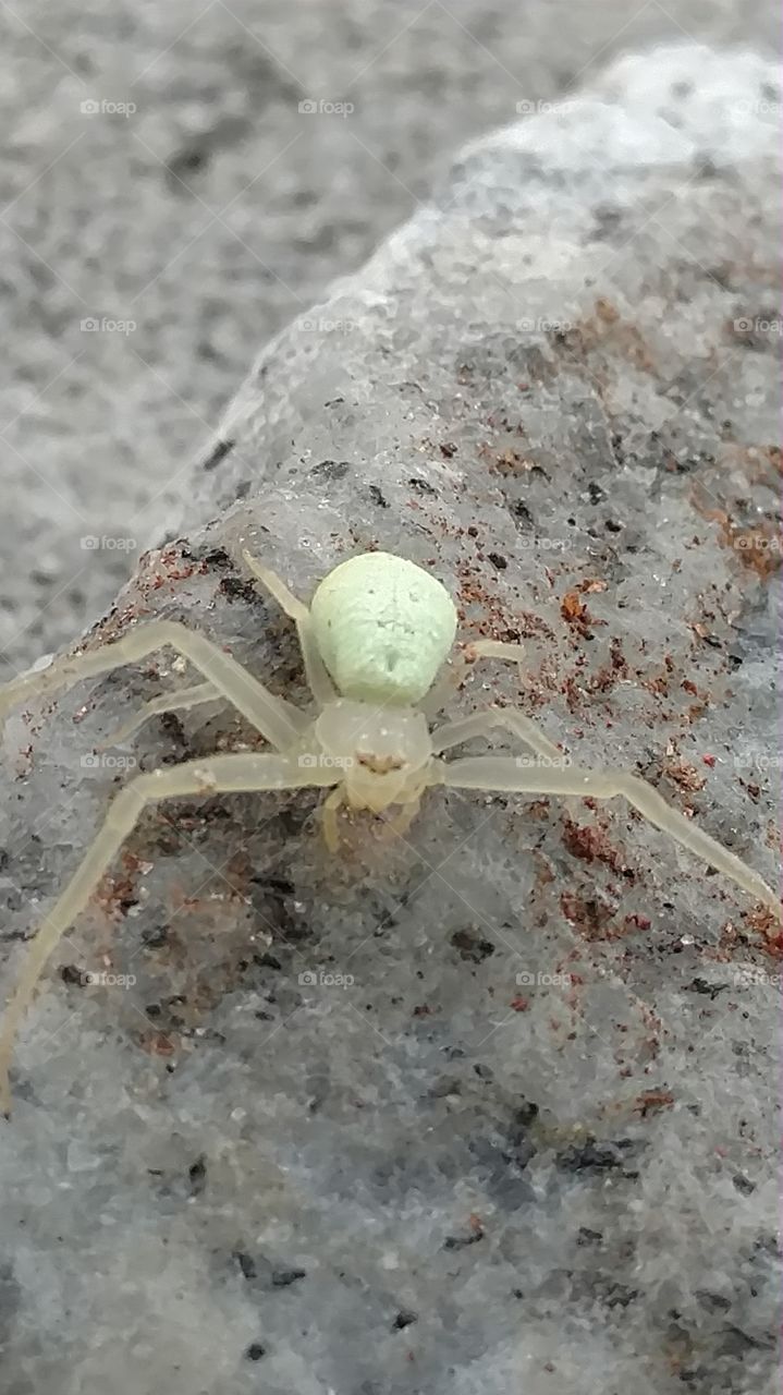 No Person, Nature, Outdoors, Desktop, Spider