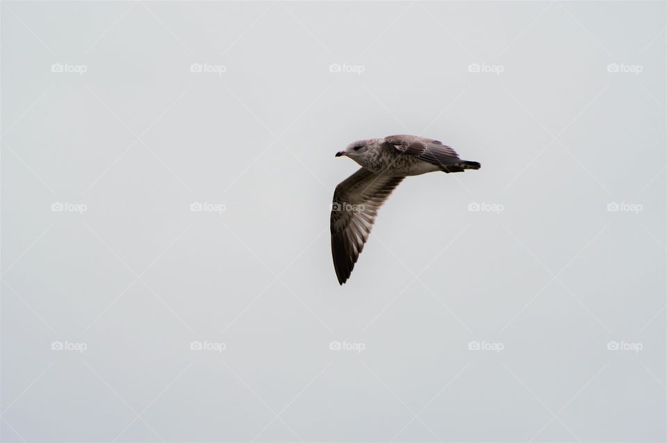 Seagull in flight