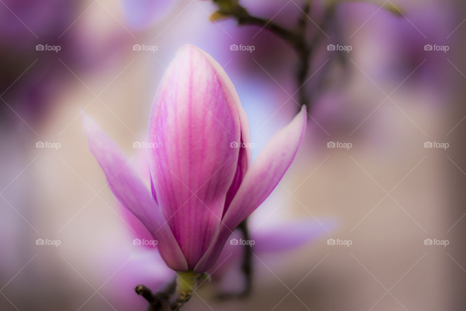 Magnolia flower in focus