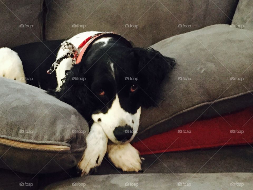 Springer spaniel dog on couch. Springer spaniel sleeping on sofa