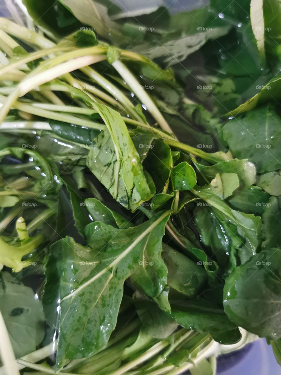 Close view of Arugula