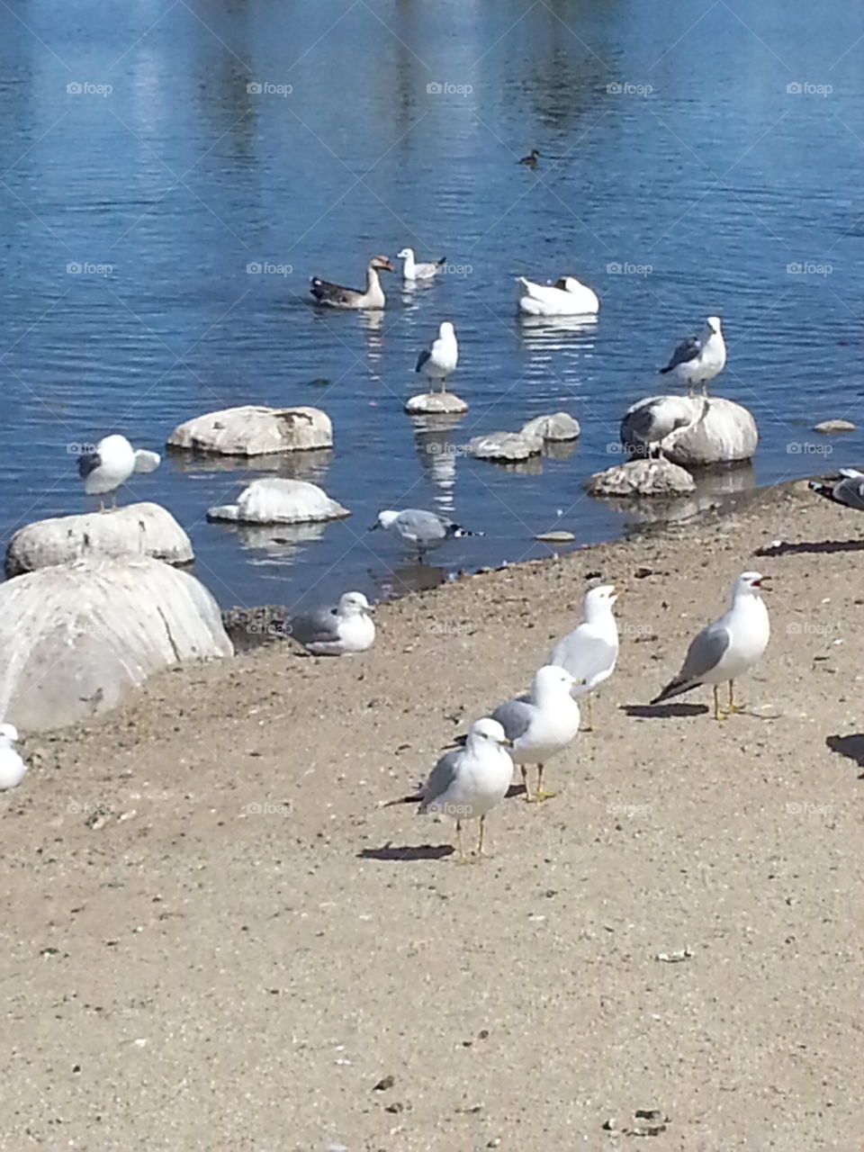 seagulls at lake shore