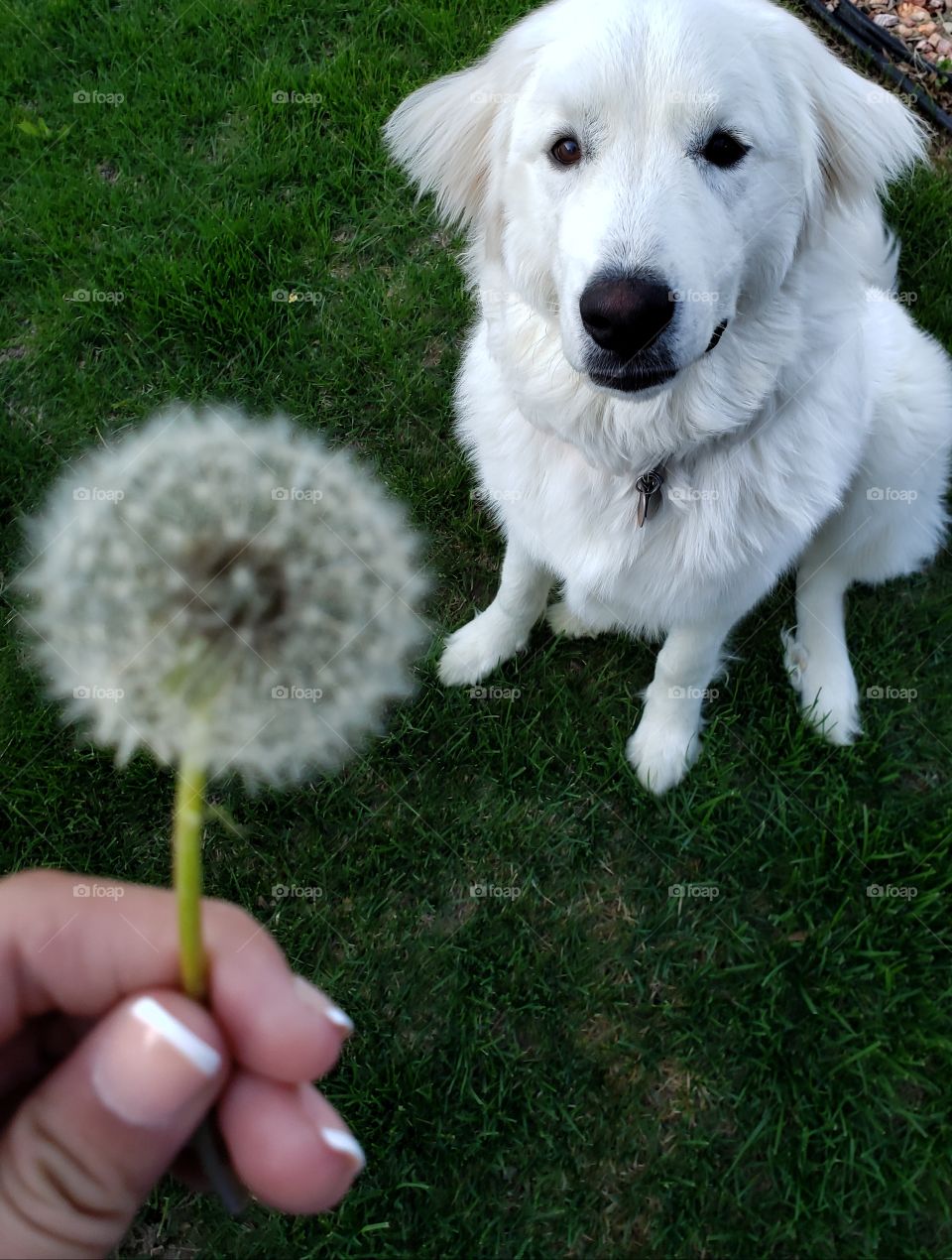 dandelion and dog