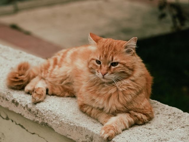 A picture of a cat relaxing