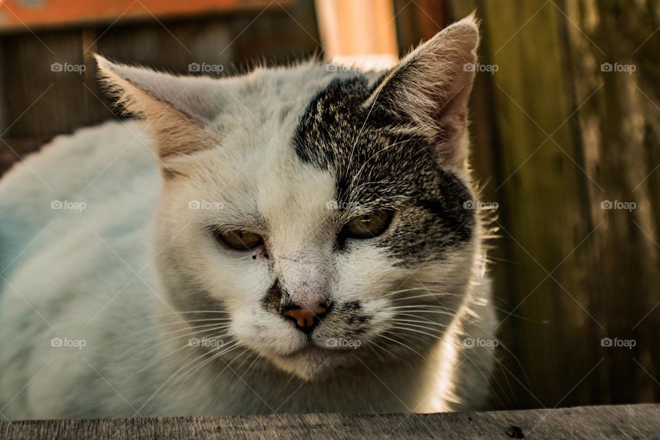 cat looking into the camera