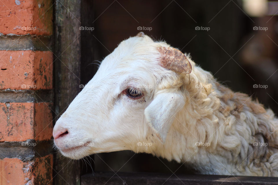 Waiting for the shepherd.