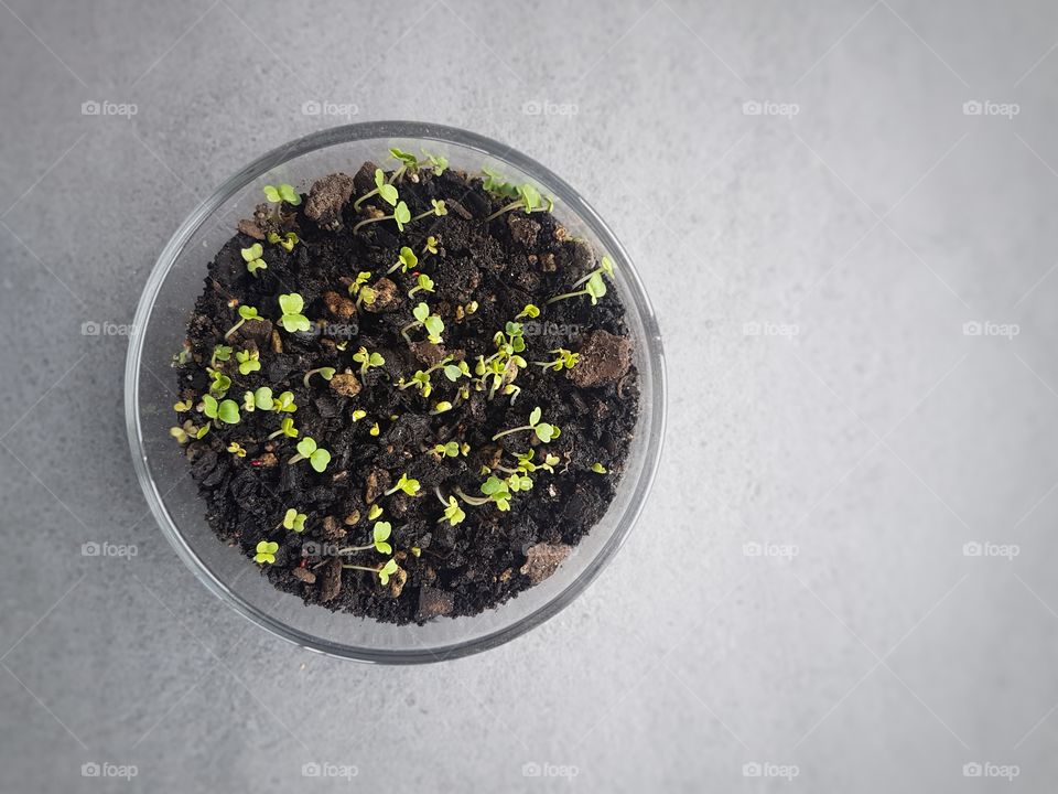 microgreens seeds sprouting in mini garden