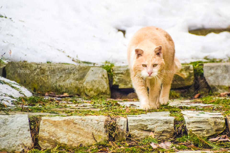 Cat Escapes From Winter/Snow
