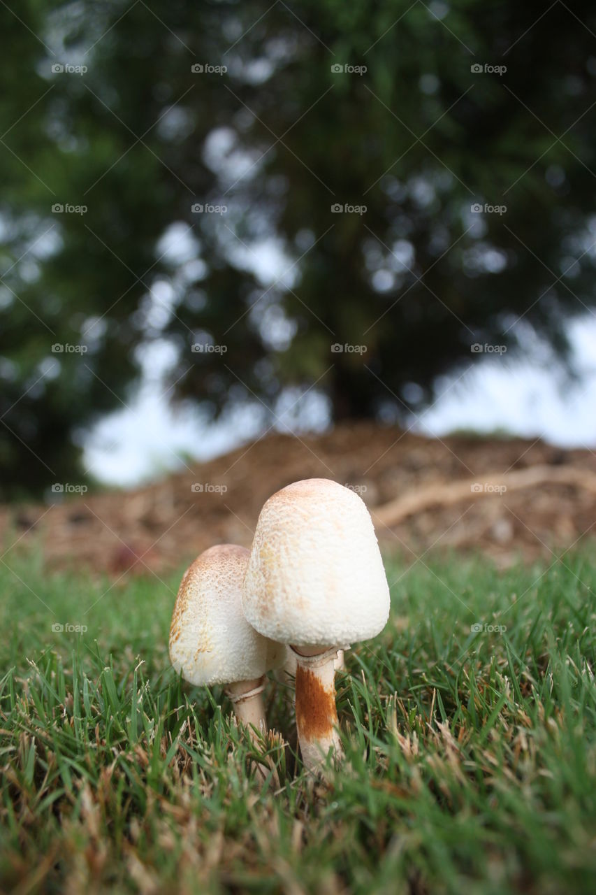 Cute fungus