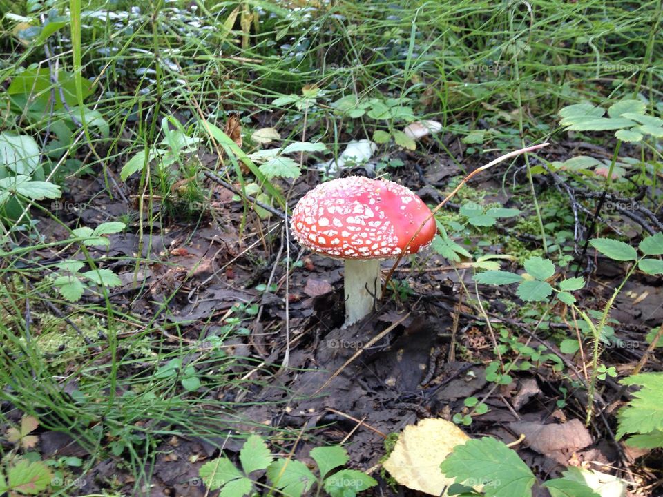 Лесные красоты