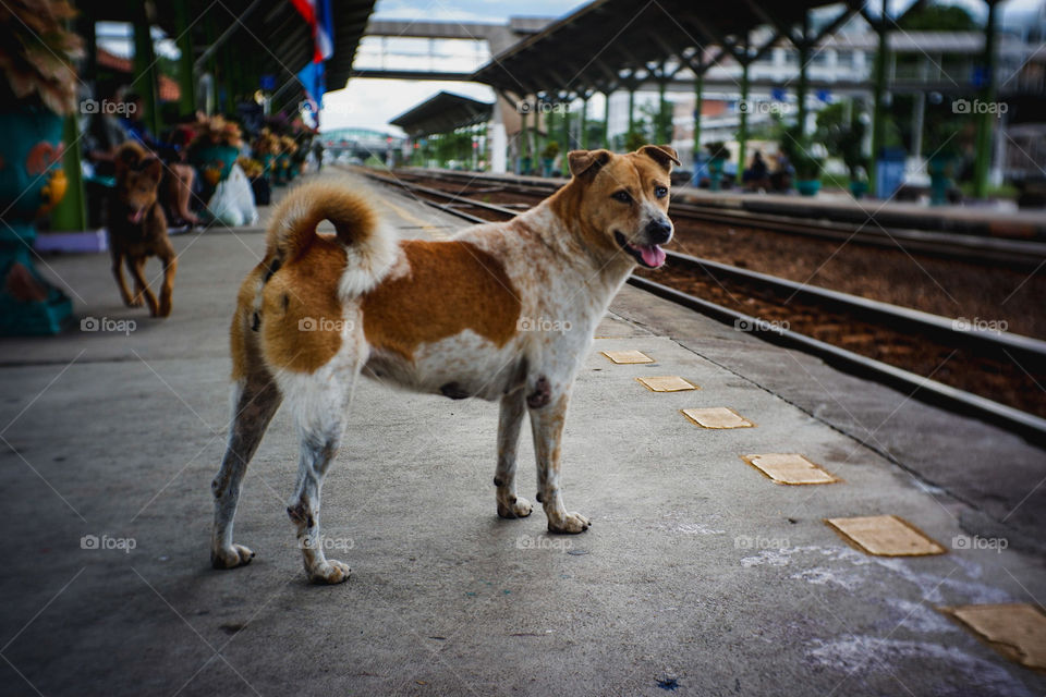 Dog on the platform
