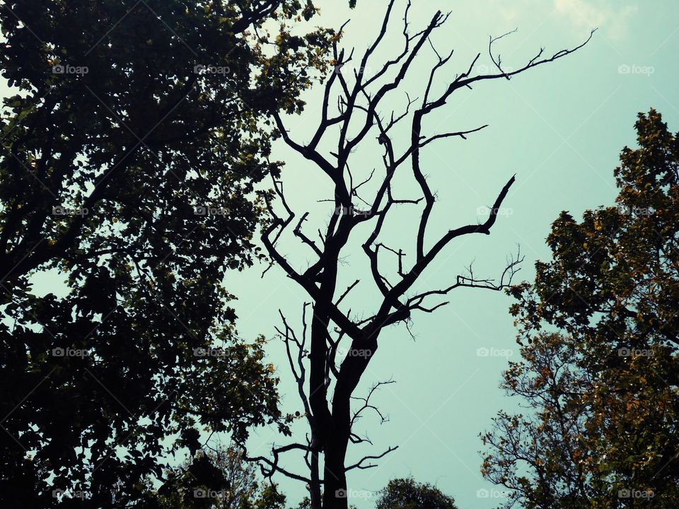 Tree. Tree in different style