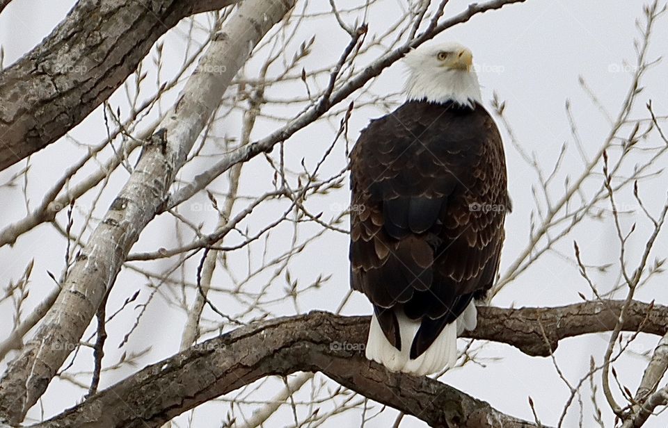 Stunning eagle in tree!! 