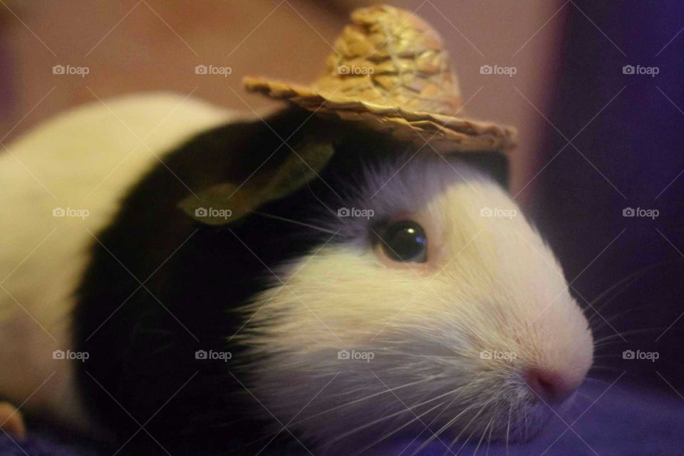 Smidge in her Straw Hat