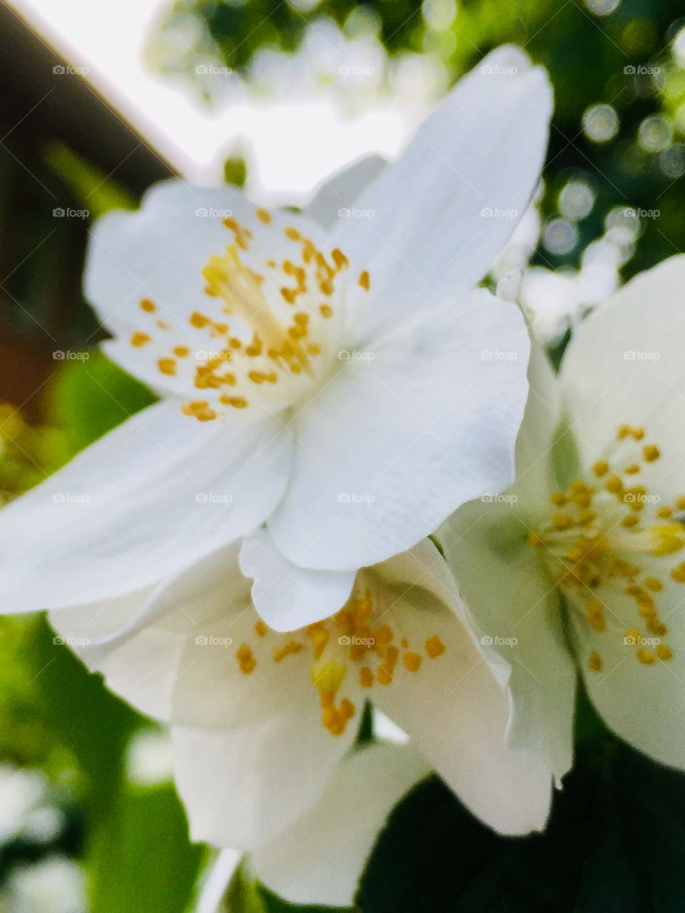 Beautiful flowers 