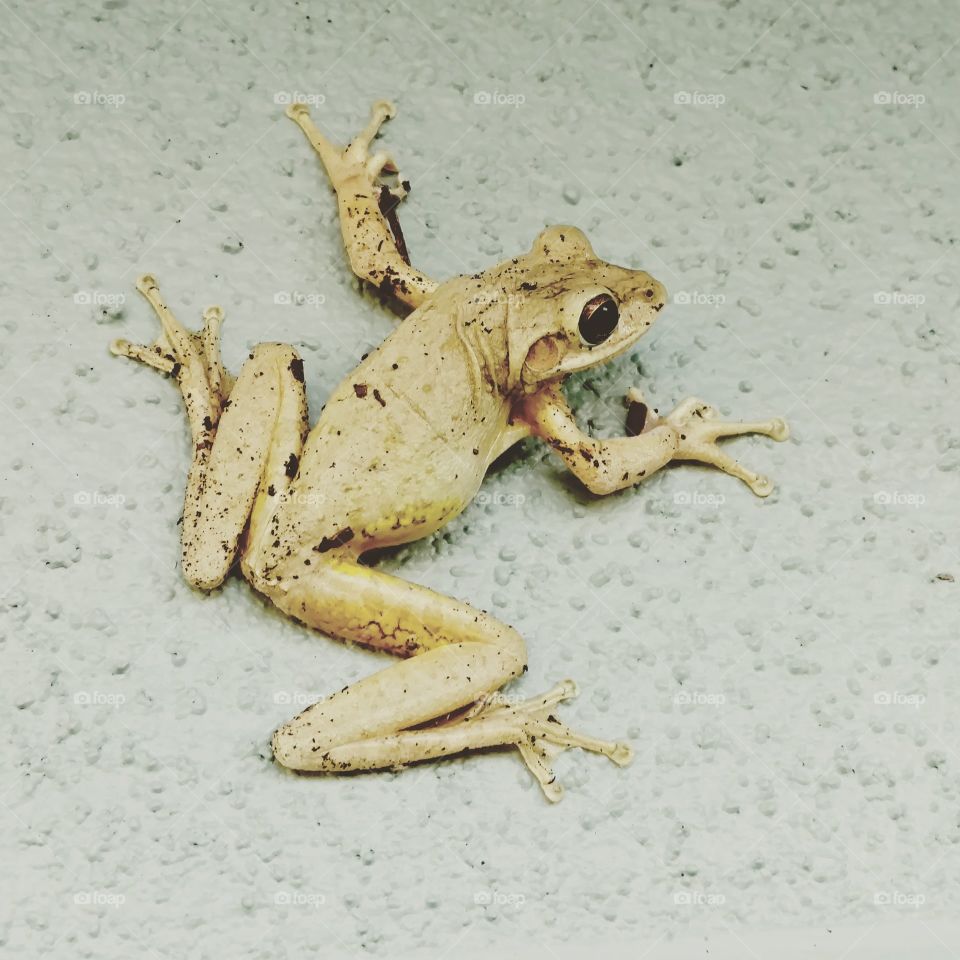 froogie on a wall.