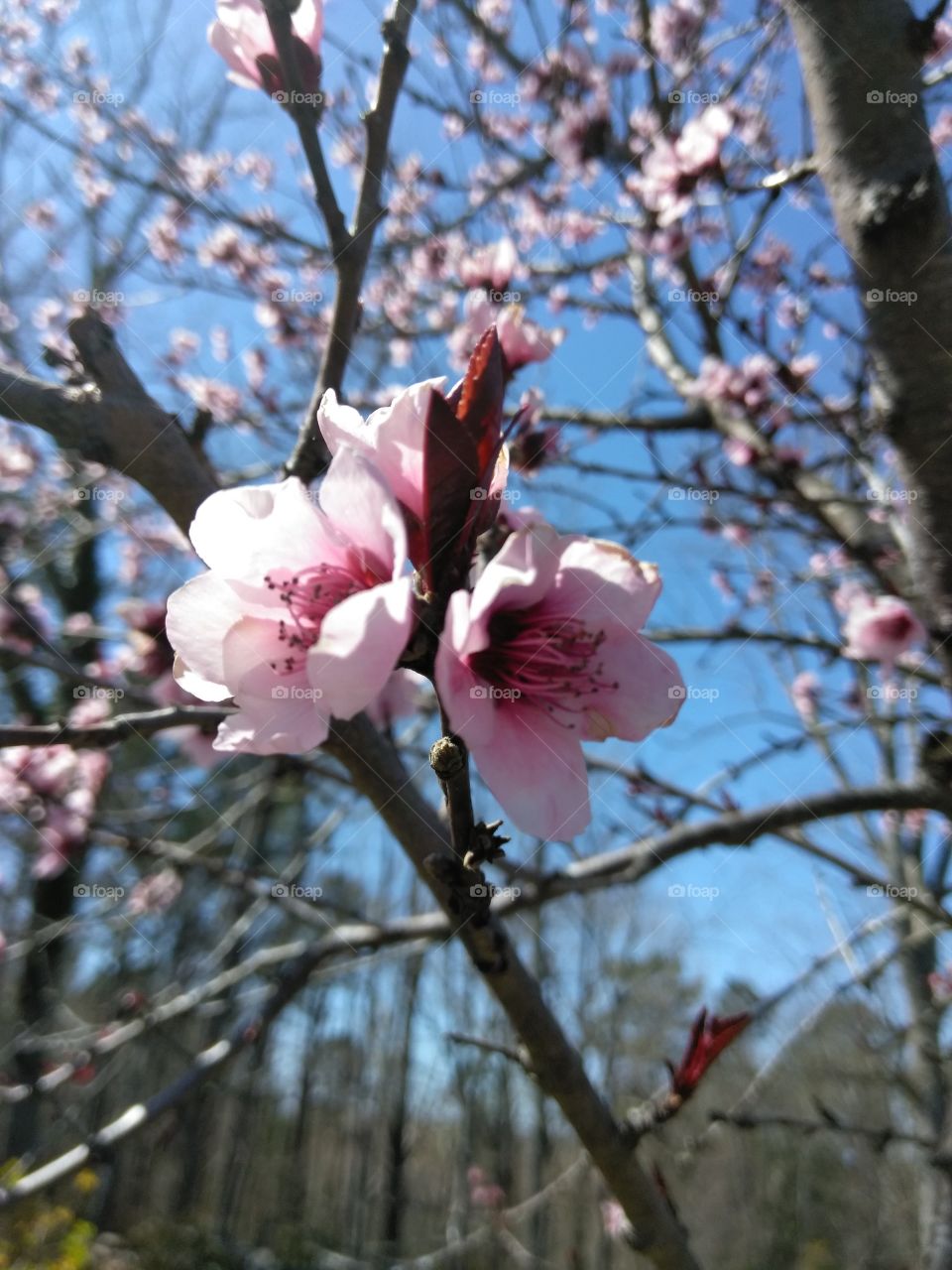 First blooms of spring, barely any other buds are popping but the green pine trees in very distant background. Lovely carolina blue sky to highlight the colors.