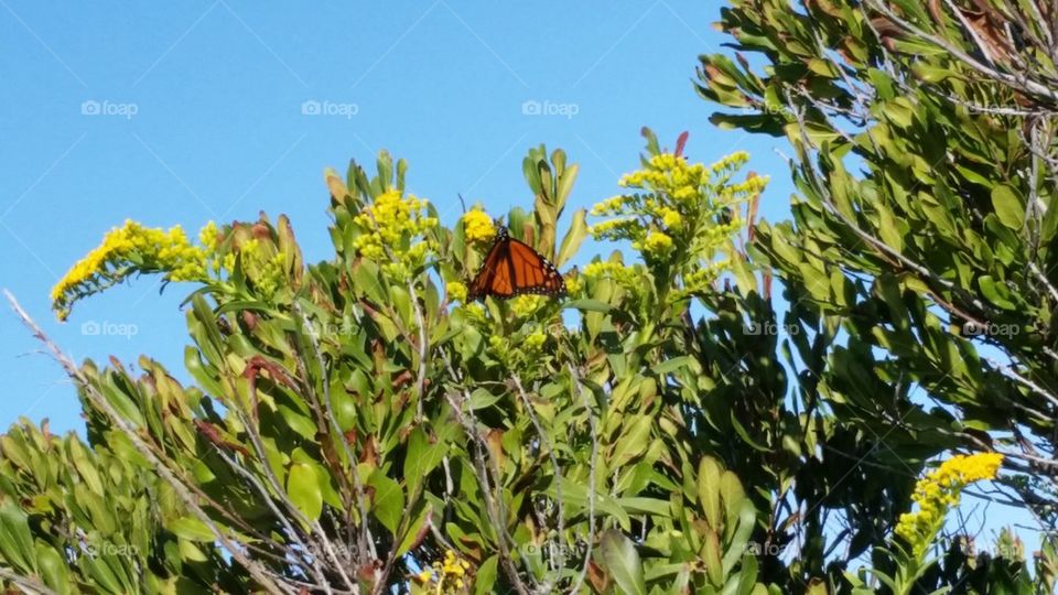 beautiful butterfly