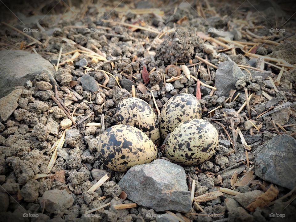 completely camouflaged eggs of ground nesting bird; hard to find