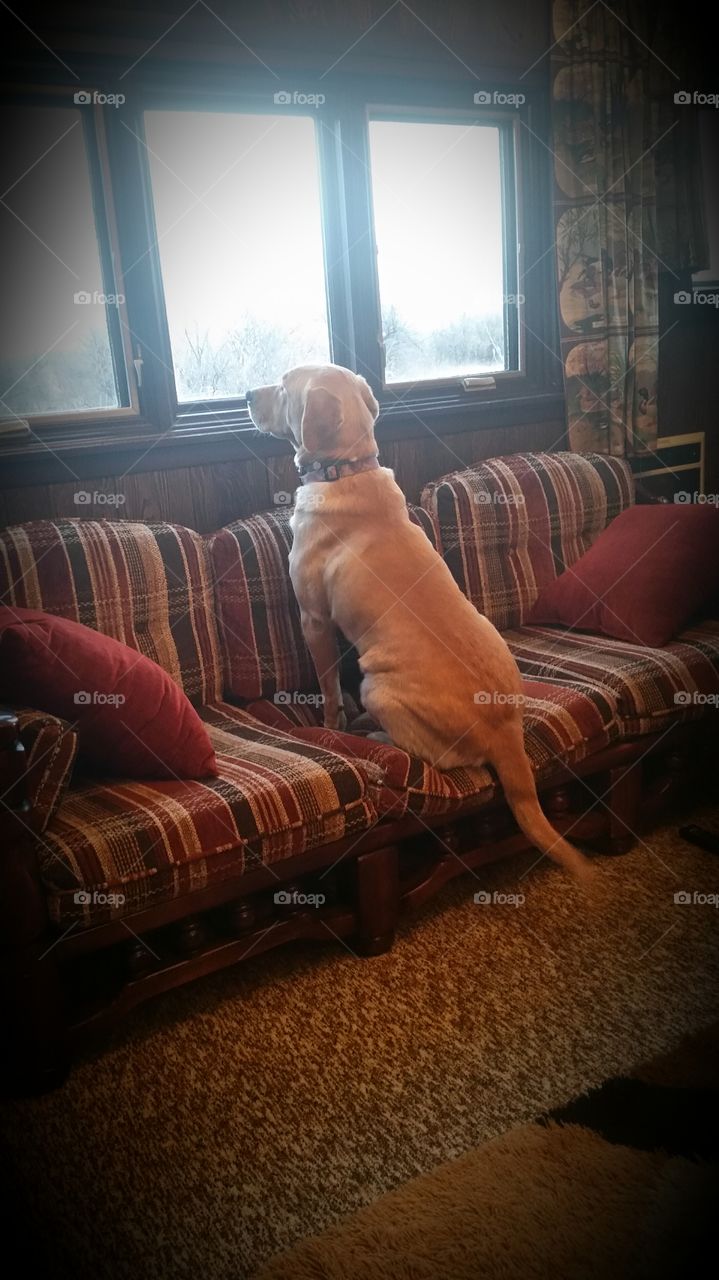 Anticipation . The Dude watching geese before we go hunting.