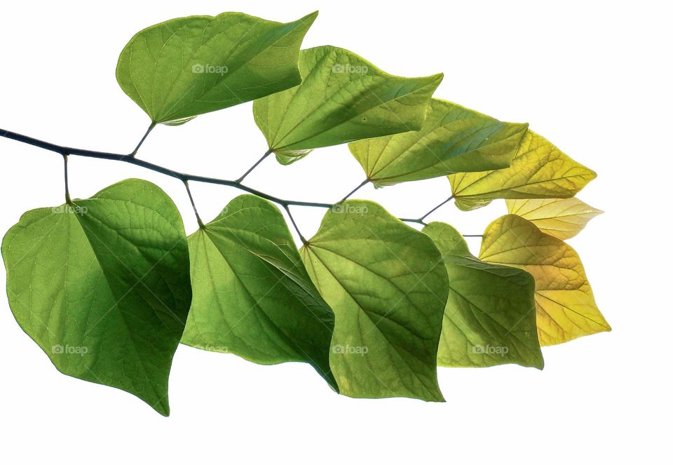 The foliage of an Eastern Redbud on a white background. 