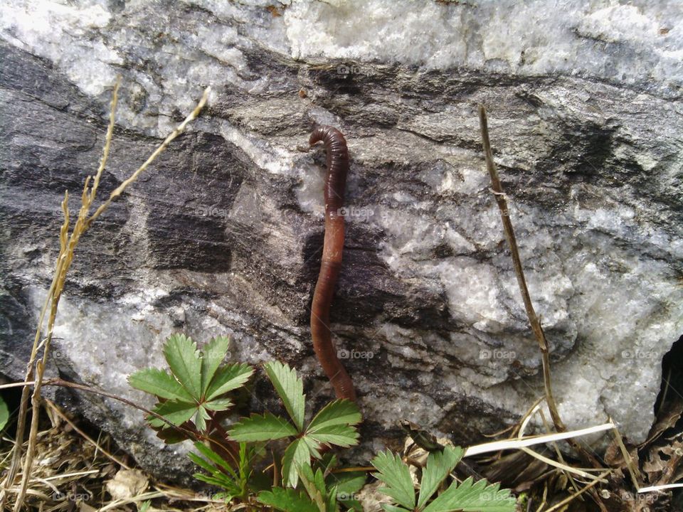 Worm Climbing a rock