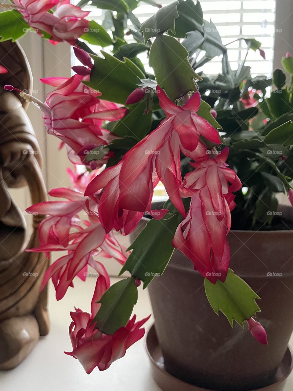 Christmas cactus in flower