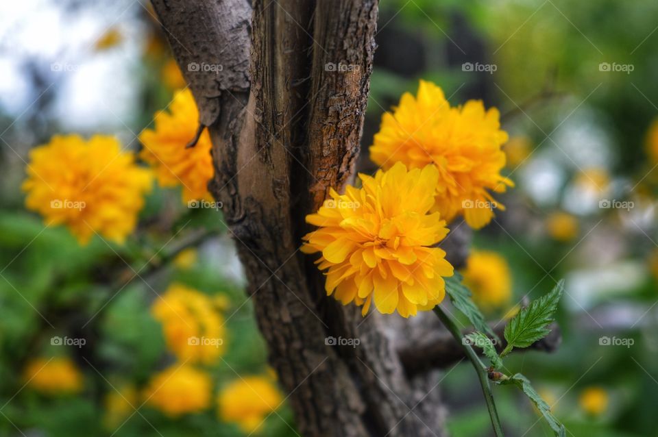 Nature, Leaf, Flower, No Person, Flora