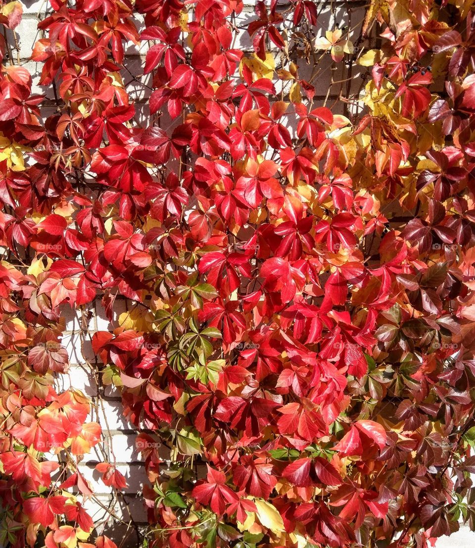 red leaves beautiful texture mobile photography