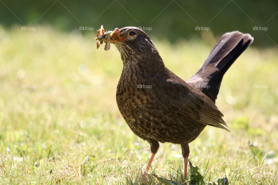 female blackbird with worms