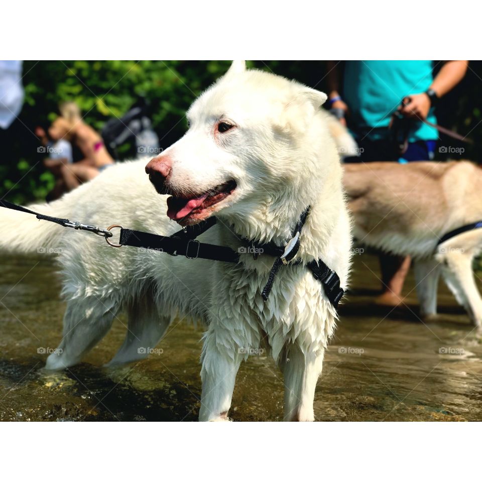 Gabe the Polar Bear. 